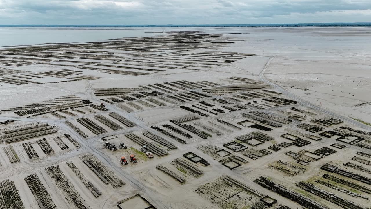 Pousse en conche de l'huître Ostra Regal à Bannow Bay, Irlande — étape 3