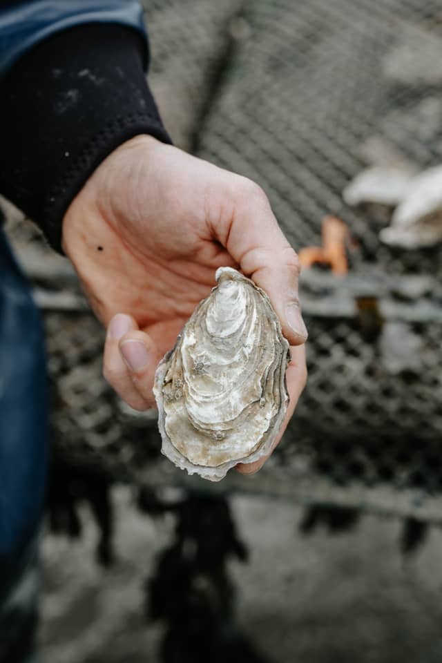 Procédé de l'huître Ostra Regal, des parcs d'Irlande à Cancale — Étape 2 · détail 1